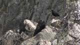 Video of Yellow-billed Chough - Yellow-billed Chough fly in the sky in Bulgarian mountains